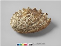 藏品(九孔貝殼)的圖片